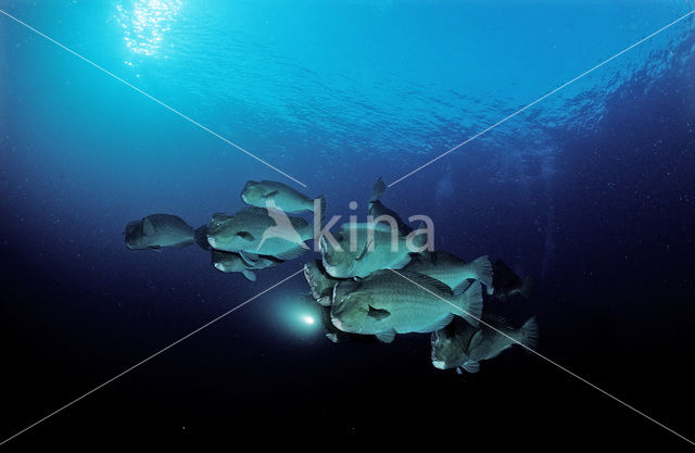 Bultkop papegaaivis (Bolbometopon muricatum)