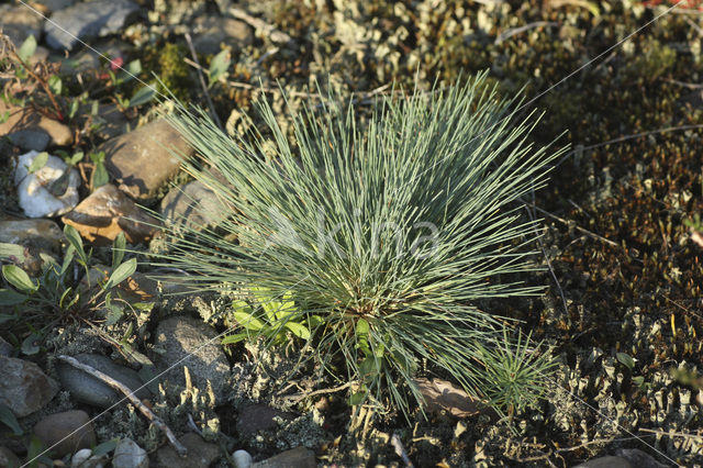 Buntgras (Corynephorus canescens)