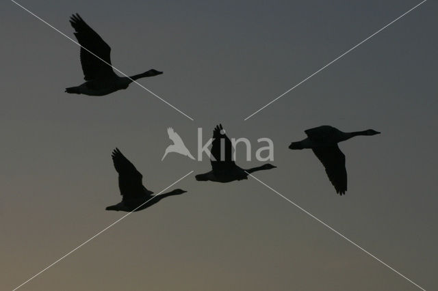 Canadese Gans (Branta canadensis)