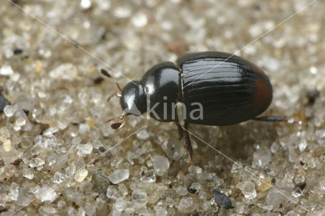 Cercyon ustulatus