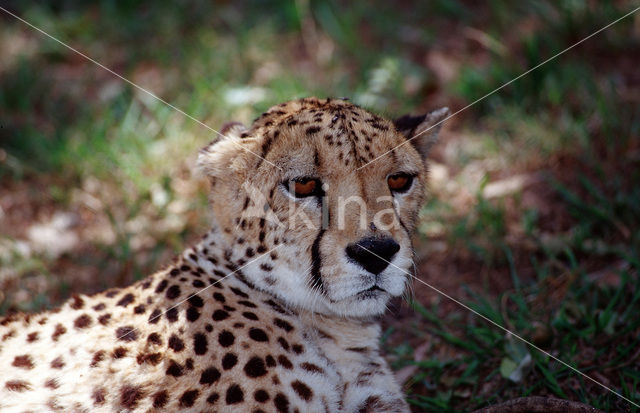 Cheetah