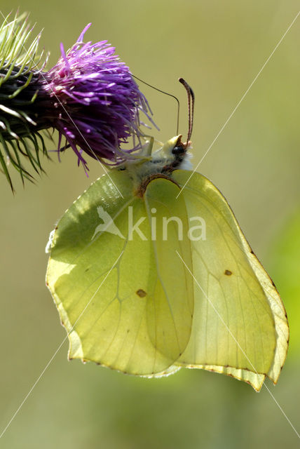 Citroenvlinder (Gonepteryx rhamni)