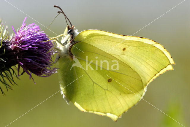 Citroenvlinder (Gonepteryx rhamni)