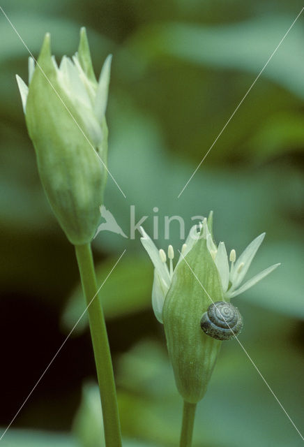 Ramsons (Allium ursinum)