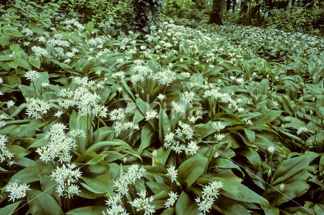 Ramsons (Allium ursinum)