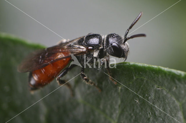 Dikkopbloedbij (Sphecodes monilicornis)