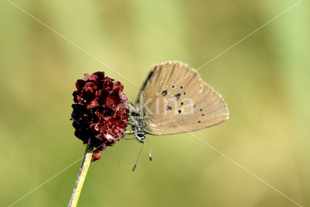 Donker pimpernelblauwtje (Maculinea nausithous)