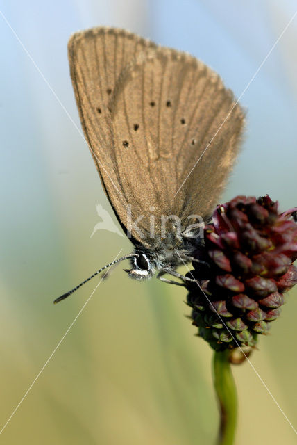 Dusky Large Blue (Maculinea nausithous)