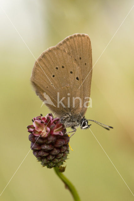 Donker pimpernelblauwtje (Maculinea nausithous)