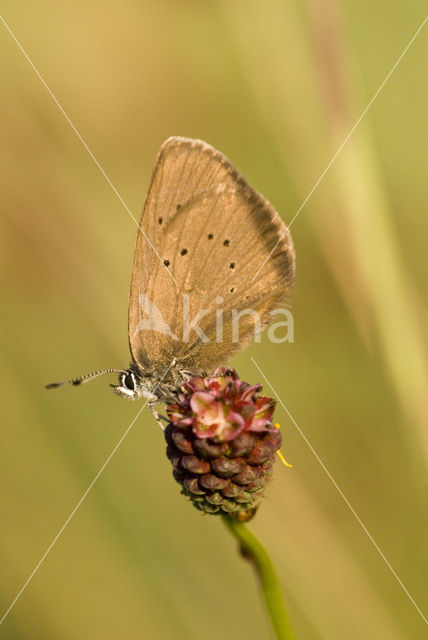 Donker pimpernelblauwtje (Maculinea nausithous)