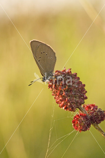 Dusky Large Blue (Maculinea nausithous)