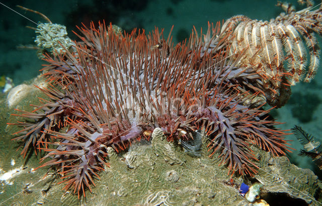 Doornenkroon (Acanthaster planci)