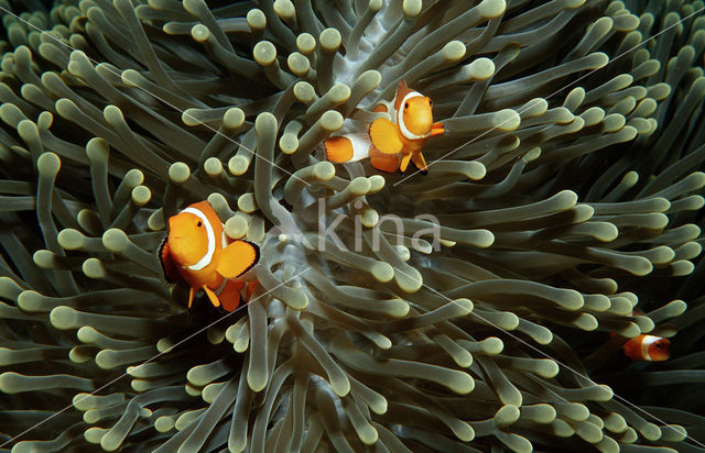 anemonefish