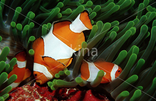 anemonefish