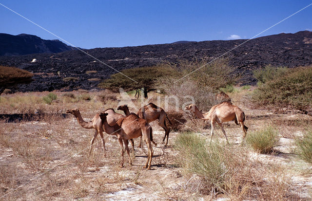 Dromedaris (Camelus dromedarius)