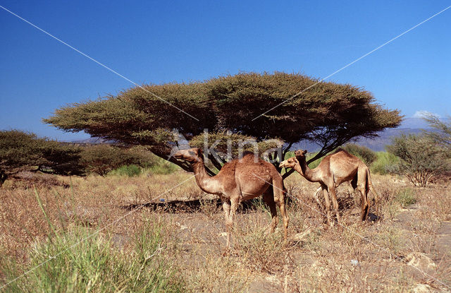 Dromedaris (Camelus dromedarius)