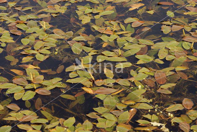 Duizendknoopfonteinkruid (Potamogeton polygonifolius)