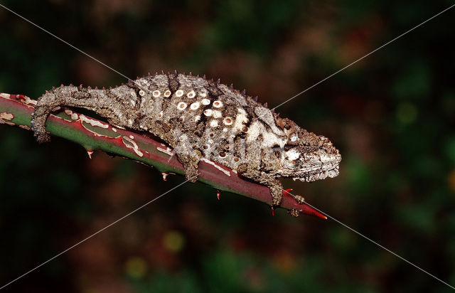 Eastern Dwarf Chameleon (Bradypodion ventrale)