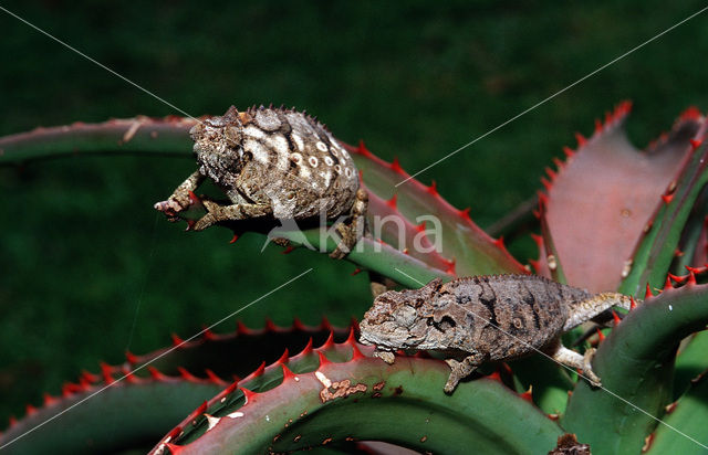 Eastern Dwarf Chameleon (Bradypodion ventrale)