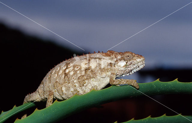 Eastern Dwarf Chameleon (Bradypodion ventrale)