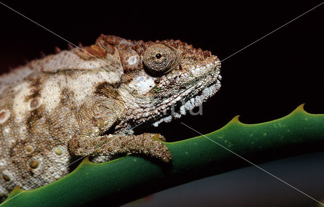 Eastern Dwarf Chameleon (Bradypodion ventrale)