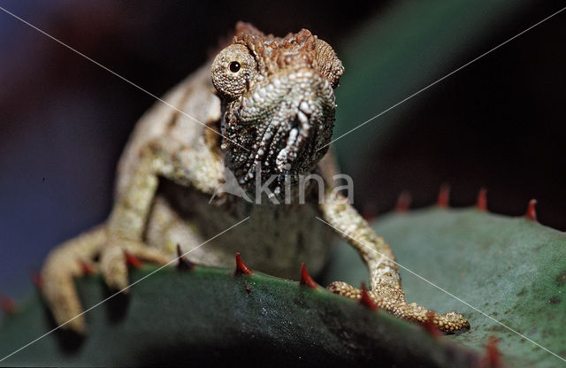 Eastern Dwarf Chameleon (Bradypodion ventrale)