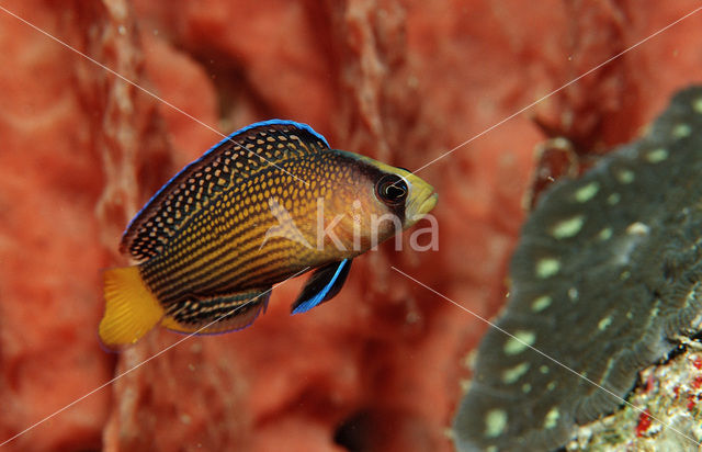 Splendid dottyback (Pseudochromis splendens)