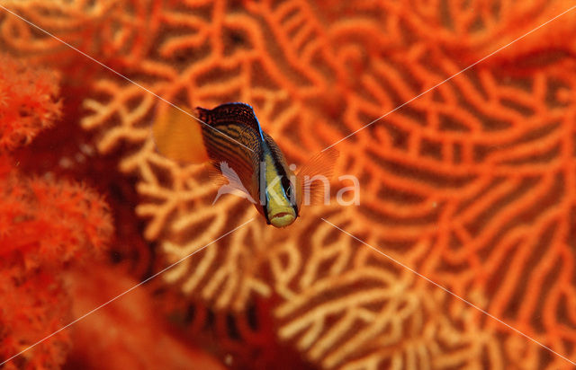 Splendid dottyback (Pseudochromis splendens)