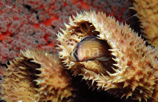 Splendid dottyback (Pseudochromis splendens)