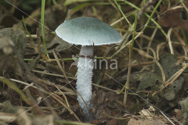 Echte kopergroenzwam (Psilocybe aeruginosa)