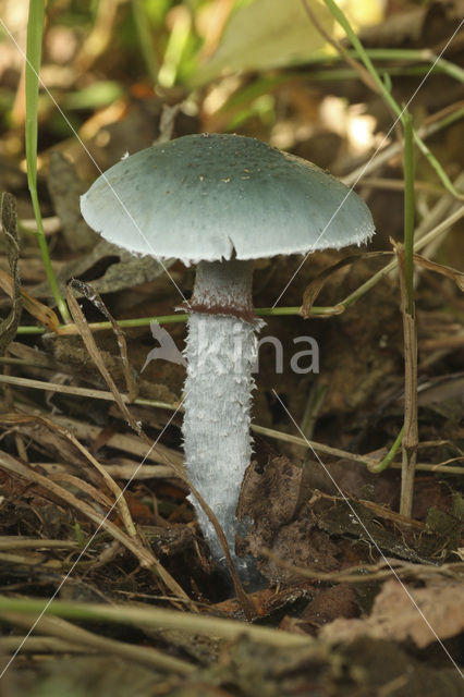 Echte kopergroenzwam (Psilocybe aeruginosa)