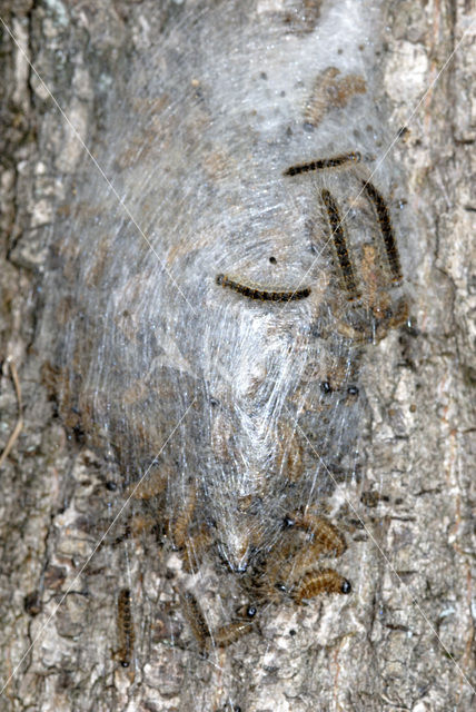 Oak processionary moth (Thaumetopoea processionea)