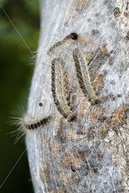 Eikenprocessierups (Thaumetopoea processionea)