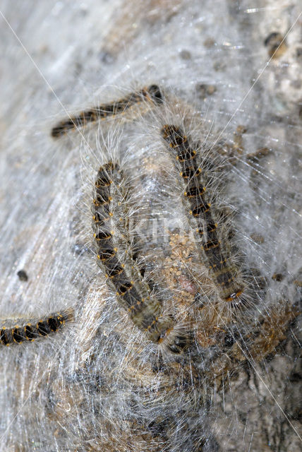 Oak processionary moth (Thaumetopoea processionea)