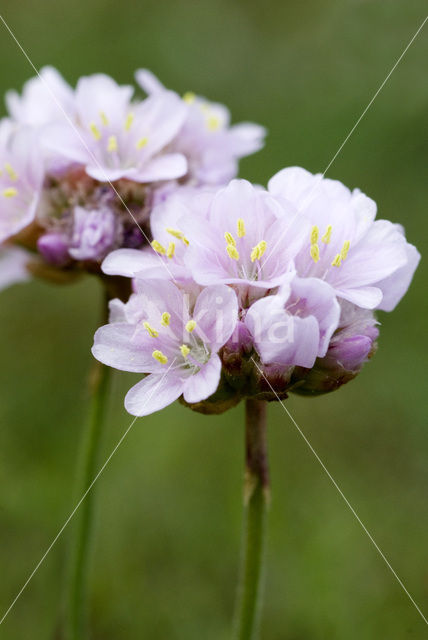 Thrift seapink (Armeria maritima)