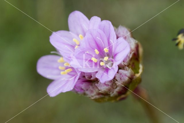 Thrift seapink (Armeria maritima)