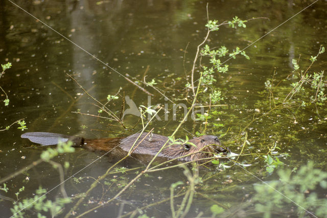 Europese bever (Castor fiber)