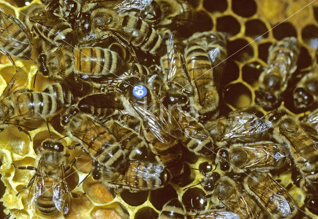 honey bee (Apis mellifera mellifera)