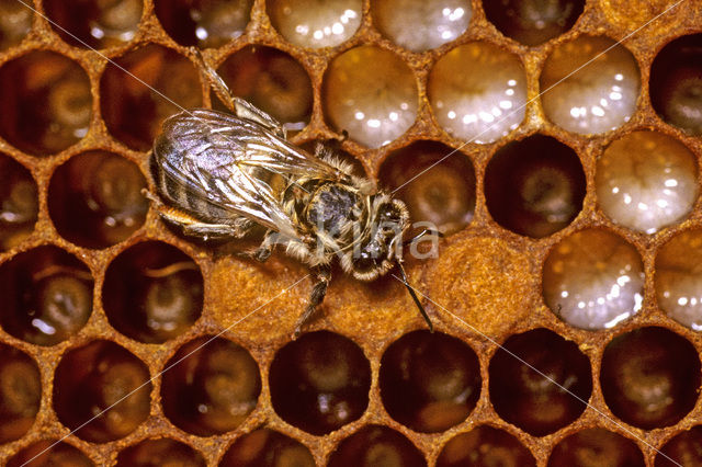 Europese Honingbij (Apis mellifera mellifera)