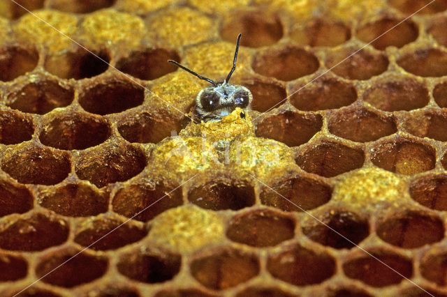 Europese Honingbij (Apis mellifera mellifera)