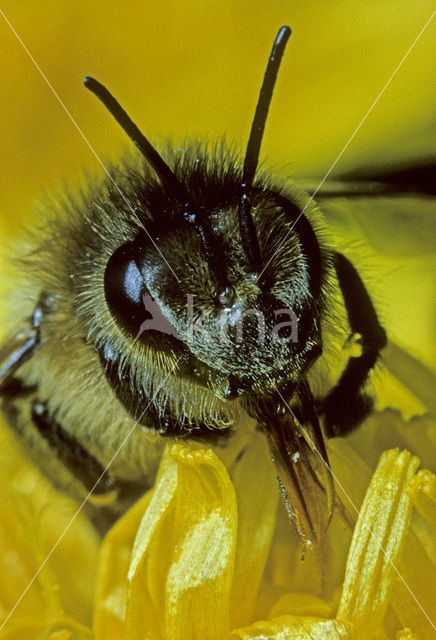 honey bee (Apis mellifera mellifera)