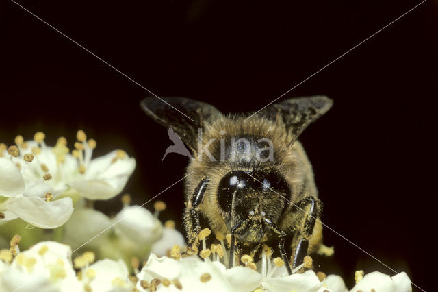 honey bee (Apis mellifera mellifera)