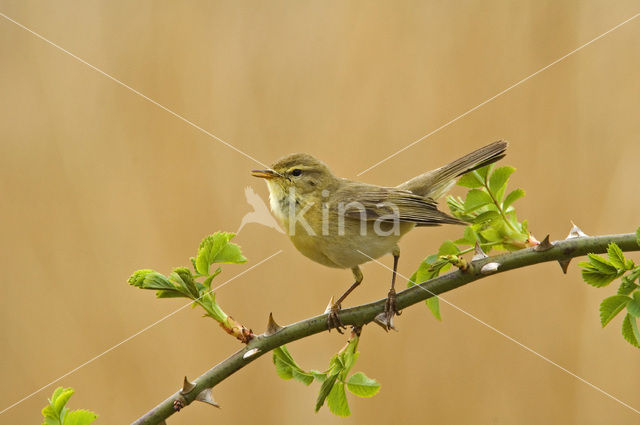 Willow Warbler (Phylloscopus trochilus)