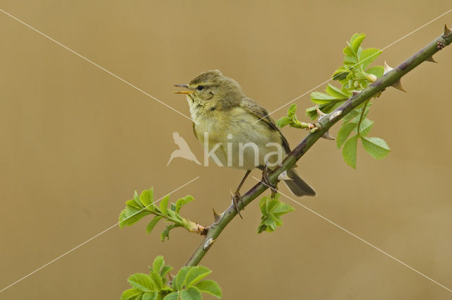 Willow Warbler (Phylloscopus trochilus)