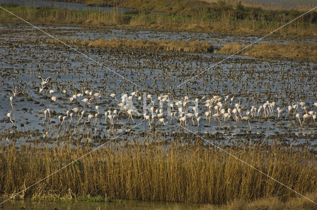 Flamingo (Phoenicopterus ruber)