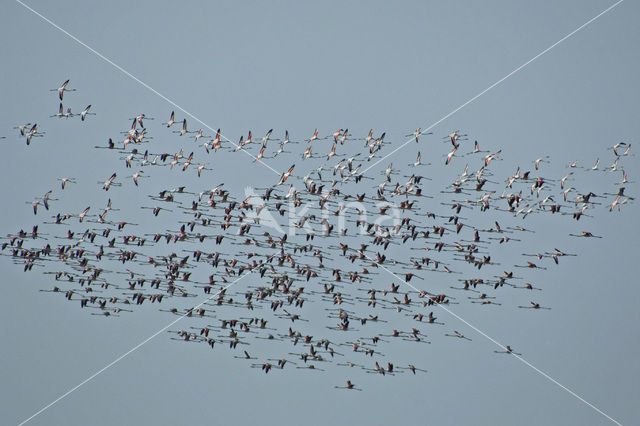 Flamingo (Phoenicopterus ruber)