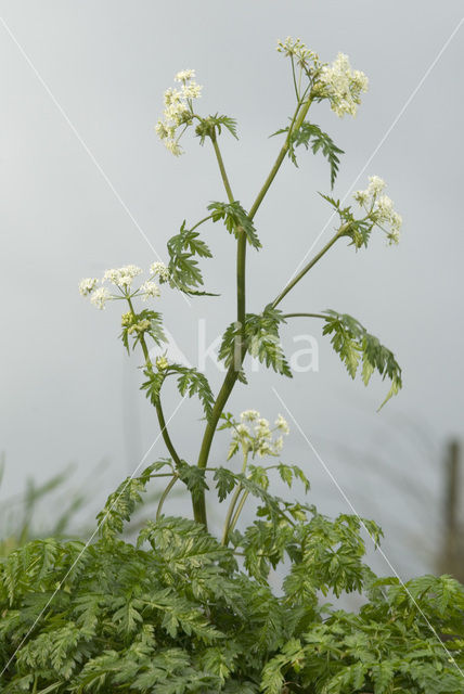 Fluitekruid (Anthriscus sylvestris)