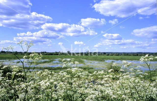 Fluitekruid (Anthriscus sylvestris)