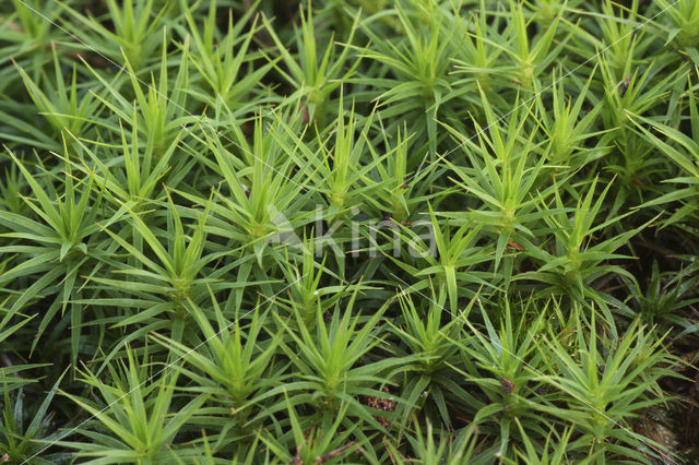 Bank Haircap (Polytrichum formosum)