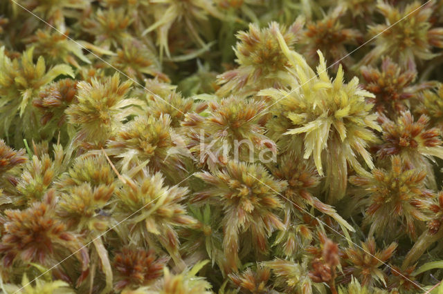 Fraai veenmos (Sphagnum fallax)